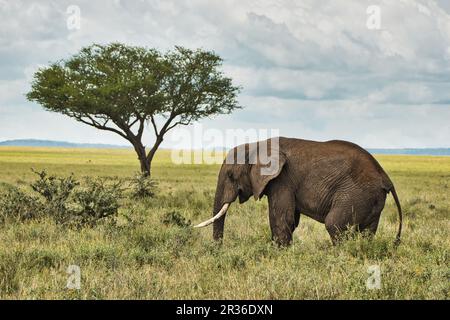 Ein einsamer Elefant und ein Baum im Serengeti-Nationalpark, Tansania Stockfoto