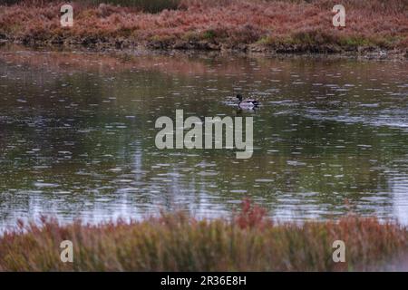 Vogelbeobachtung in Estany Pudent, Formentera, Pitiusas-Inseln, Balearen, Spanien. Stockfoto