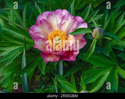 Eine wunderschöne Pfirsichblüte in einem Garten, umgeben von grünen Blättern, und aus nächster Nähe mit Details zum Blumenkern. Stockfoto