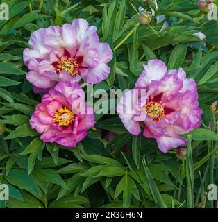 Eine Gruppe von drei rosenfarbenen Pfingstrosen mit frischen grünen Blättern und wunderschönen, unzimmerförmigen Blütenblättern, die nebeneinander in einem Garten wachsen. Stockfoto