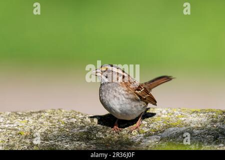 Weiß – Throated Spatz (Zonotrichia Albicollis) Stockfoto