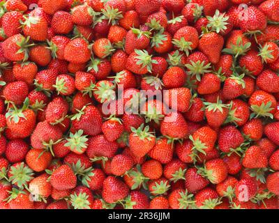 Alles in allem Erdbeeren Stockfoto