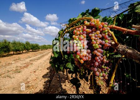 olivar Joven, Campos, Mallorca, balearen, spanien, europa. Stockfoto