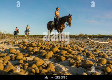 bolas de posidonia, playa de Es Dolç, dunas de Son Real, bahia de Alcudia, Santa Margarida, Mallorca, balearen, spanien, europa. Stockfoto