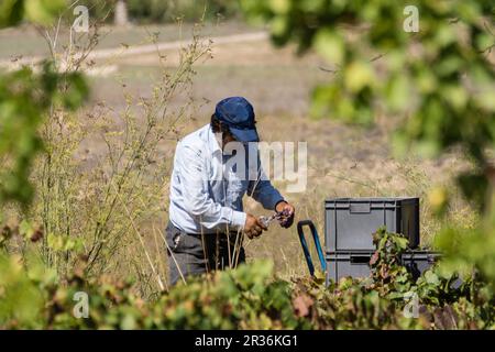 Vendimiando uva Callet, Viña des Pou de Sa Carrera, Celler Mesquida-Mora, Porreres, Mallorca, Balearen, Spanien. Stockfoto