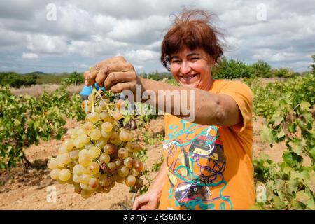 Vendimia de uva Premsal, Finca de Camí de Felanitx, Celler Mesquida-Mora, Porreres, Mallorca, Balearen, Spanien. Stockfoto