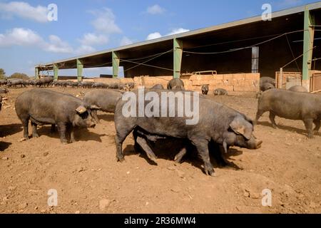 Niara de cerdos Negros, Finca Es Bosch Vell, Santa Margalida, Mallorca, Balearen, Spanien, Europa. Stockfoto