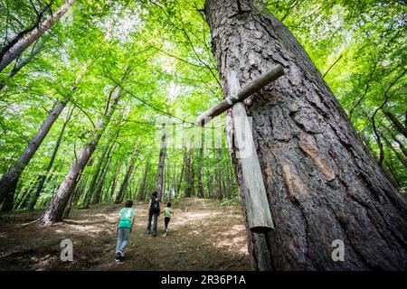 cruz votiva en el bosque, subida a la iglesia de madera, Ulucz, valle del rio San, voivodato de la Pequeña Polonia, Cárpatos, Polonia, europe. Stockfoto