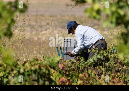 Vendimiando uva Callet, Viña des Pou de Sa Carrera, Celler Mesquida-Mora, Porreres, Mallorca, Balearen, Spanien. Stockfoto