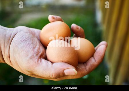 Ein Bauer, der frische Bio-Eier in der Hand hält Stockfoto