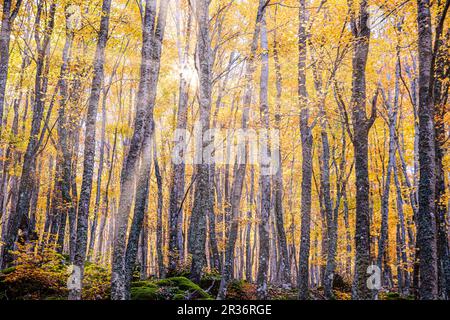 Tejeda de Tosande. Naturpark Fuentes Carrionas, Berg Fuente Cobre - Palentina. Palencia, Spanien. Stockfoto