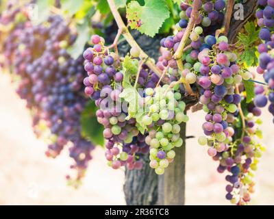 Rebsorten Cabernet Sauvignon auf einem Weinberg in der französischen Region Bordeaux Stockfoto