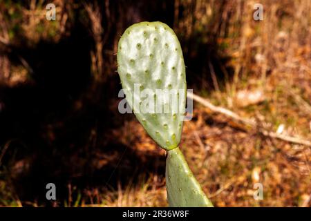 Sydney, New South Wales, Australien. 22. Mai 2023. Barbary Feigenkaktus (Opuntia ficus-indica) in einem Garten in Sydney, New South Wales, Australien. Die Berberfeige ist ein mehrjähriger Kaktus, der so groß wie ein normaler Baum wächst. Seine blau-grünen Stiele werden durch Polster gebildet. (Kreditbild: © Tara Malhotra/ZUMA Press Wire) NUR REDAKTIONELLE VERWENDUNG! Nicht für den kommerziellen GEBRAUCH! Stockfoto