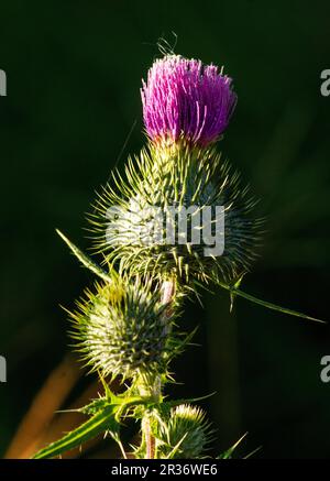 Sydney, New South Wales, Australien. 22. Mai 2023. Nahaufnahme der Blume der Stierkistle (Cirsium vulgare) in Sydney, New South Wales, Australien. Bird Thistle, auch bekannt als Button Thistle, Green Thistle, Roadside Thistle, Speer Thistle, Fuller's Thistle, Sumpfdistel ist eine Art der Gattung Asteraceae Cirsium. Bullendistel ist eine Pflanze, die mit der Sonnenblumenfamilie verwandt ist, aber nicht den Charme und die Schönheit dieser sonnigen Blütenköpfe hat. (Kreditbild: © Tara Malhotra/ZUMA Press Wire) NUR REDAKTIONELLE VERWENDUNG! Nicht für den kommerziellen GEBRAUCH! Stockfoto