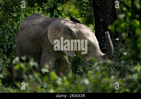 Baby-Elefant (Loxodonta africana) versteckt den Busch, Lake Manyara Nationalpark, Tansania, Afrika Stockfoto