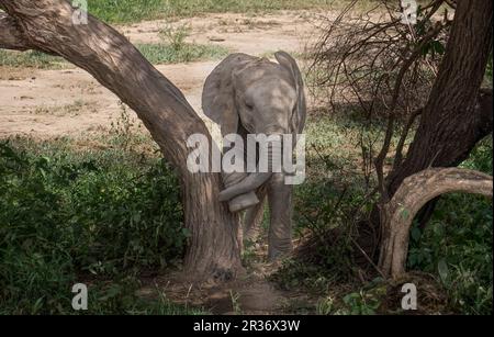 Ein Baby-Elefant (Loxodonta africana) kratzt sich am Bein eines Baumes im Lake Manyara National Park, Tansania, Afrika Stockfoto