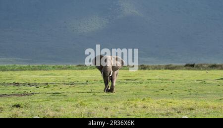 Bullenelefant (Loxodonta africana) nähert sich im Ngorongoro Conservation Area. Stockfoto