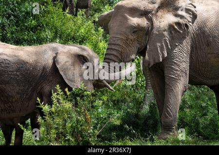 Afrikanischer Elefant (Loxodonta africana), mutter und Baby teilen einen zarten Moment, Lake Manyara National Park, Tansania, Afrika Stockfoto