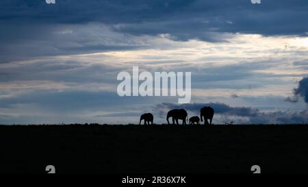 Gruppe afrikanischer Elefanten (Loxodonta africana), die vor dem letzten Abendlicht abgeschirmt wurden. Mara North Conservancy, Kenia Stockfoto