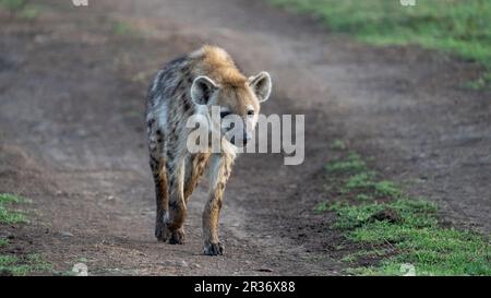 Nahaufnahme der gefleckten Hyäne (Crocuta Crocuta) in der Ngorongoro Conservation Area, Tansania, Afrika Stockfoto