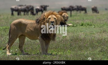 Afrikanischer männlicher Löwe (Panthera Leo) im Ngorongoro-Schutzgebiet Stockfoto