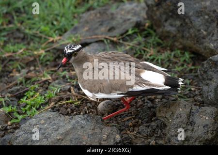 Die Kranzpfeife (Vanellus coronatus) schützt ihre Eier in der Nähe einer Straße im Mara North Conservancy, Kenia, Ostafrika Stockfoto