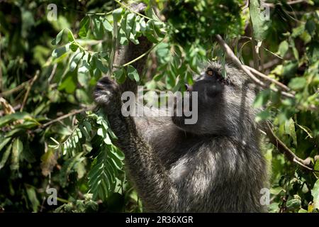 Olivenpavian (Papio anubis), der im Busch im Lake Manyara National Park, Tansania, Afrika, auf der Jagd nach Lebensmitteln ist Stockfoto