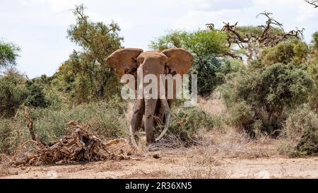 Supertusker afrikanischer Elefant (Loxodonta africana), Craig in seinem natürlichen Lebensraum. In Der Nähe Des Amboseli Nationalparks, Kenia Stockfoto