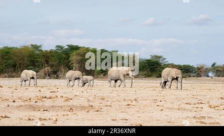 Afrikanische Elefantenfamilie (Loxodonta africana), die durch die Wüste des Amboseli Nationalparks, Kenia, Ostafrika spaziert Stockfoto