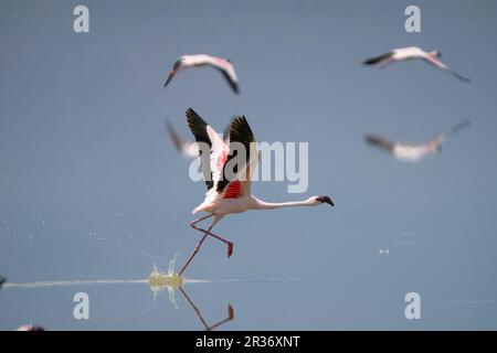 Greater Flamingos (Phoenicopterus-Rosen) beim Start im Amboseli-Nationalpark, Kenia, Ostafrika Stockfoto