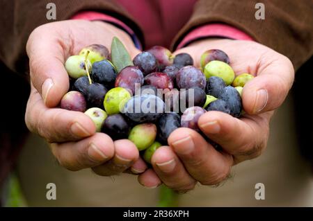 Hände, die frisch geerntete Oliven präsentieren Stockfoto