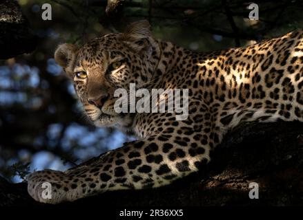 Alarmieren Sie den Afrikanischen Leoparden (Panthera pardus), der von einem Ast in gesprenkeltem Licht blickt. Ndutu Region, Serengeti Nationalpark, Tansania, Afrika Stockfoto