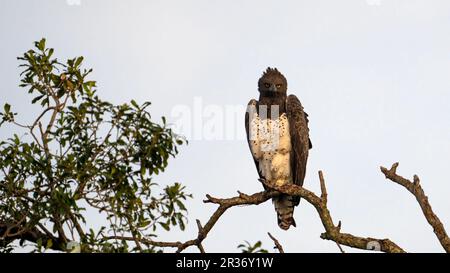 Martial Eagle (Polemaetus bellicosus) auf einem Ast, der direkt in die Kamera schaut, Mara North Conservancy, Kenia, Ostafrika Stockfoto