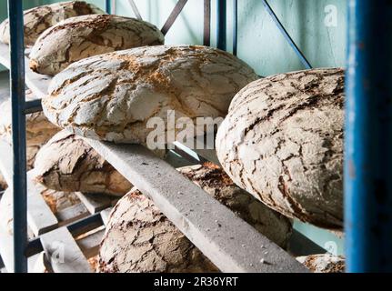 Mehrere Brotlaibe Roggenbrot auf Holzregalen in einer Bäckerei Stockfoto