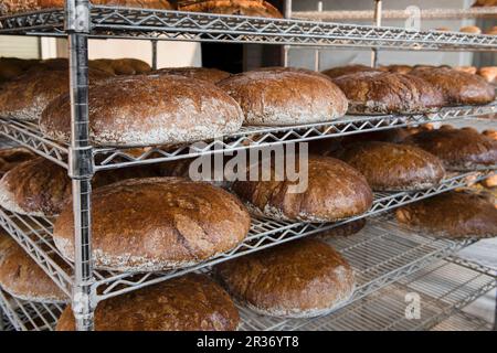 Brotlaibe von Graham, die in einem Holzofen auf Metallregalen in einer Bäckerei gebacken wurden Stockfoto