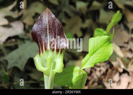 Im Camp Ground Road Woods in des Plaines, Illinois, liegt eine Wildblume mit Blättern im Hintergrund Stockfoto