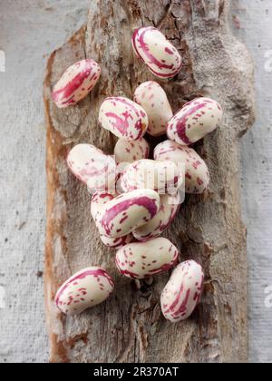 Frisch gepflückte Borlotti-Bohnen auf einem Holzbrett Stockfoto