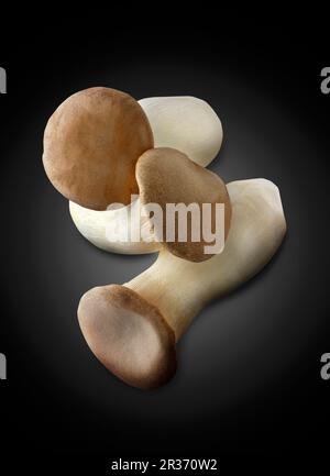 Drei frisch gepflückte Königsausternpilze Stockfoto