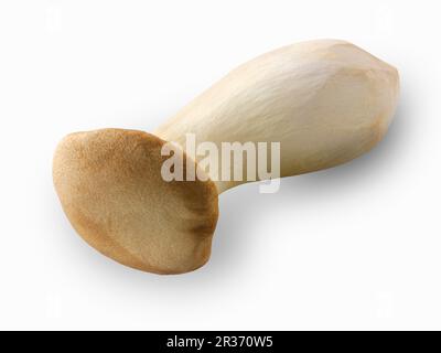 Ein frisch gepflückter Austernpilz Stockfoto
