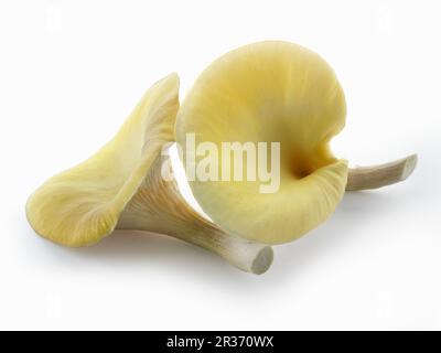 Frisch gepflückt essbar gelb oder golden Austernseitling (Pleurotus Citrinopileatus) in einer Grow Box vor einem weißen Hintergrund Stockfoto