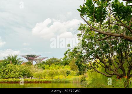 Gärten am Bay Dragonfly Lake und Supertree Grove in Singapur Stockfoto