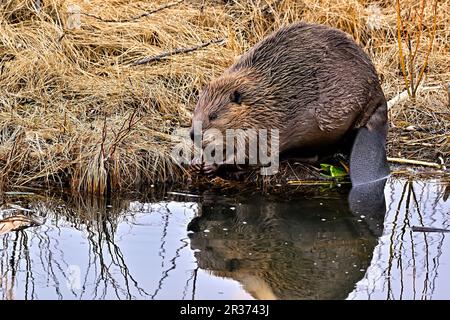 Ein erwachsener Biber „Castor canadensis“, der sich in seichtem Wasser am Rand seines Lebensraums am See von etwas Vegetation ernährt Stockfoto