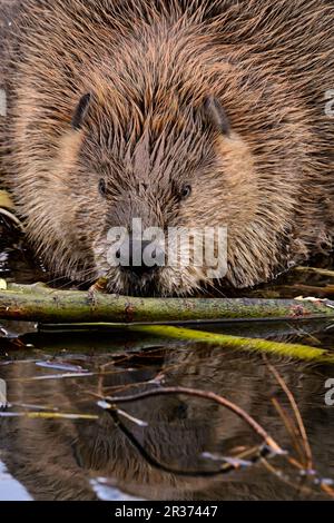 Ein erwachsener Biber „Castor canadensis“, der sich an einigen Aspenbaumzweigen in seichtem Wasser am Rand seines Lebensraums ernährt Stockfoto