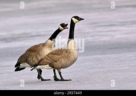 Ein Paar kanadische Wildgänse „Branta canadensis“, die auf der gefrorenen Seenoberfläche spazieren, während das Männchen mit dem Weibchen spricht. Stockfoto