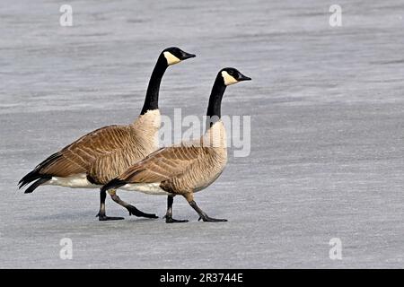 Ein Paar kanadische Wildgänse „Branta canadensis“, die auf der gefrorenen Seenoberfläche im ländlichen Alberta Kanada spazieren Stockfoto