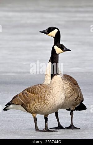 Zwei Kanadische Gänse „Branta canadensis“, die zusammen auf dem gefrorenen Wasser eines Sees im ländlichen Alberta Kanada stehen Stockfoto