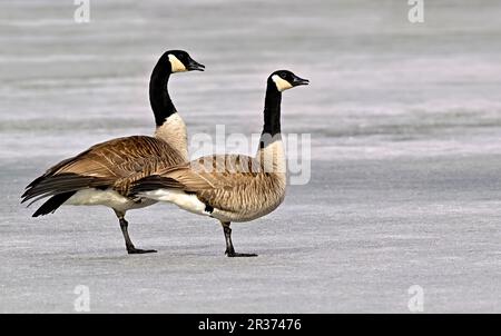 Ein Paar kanadische Wildgänse „Branta canadensis“, die auf einem Bein auf der gefrorenen Oberfläche eines Sees im ländlichen Alberta, Kanada, stehen Stockfoto