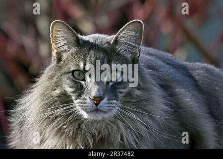 Nahaufnahme eines Porträts einer Hauskatze (Felis catus); Stockfoto