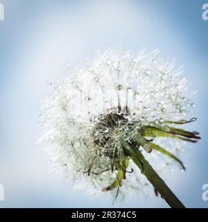 Löwenzahn mit Wassertropfen Stockfoto