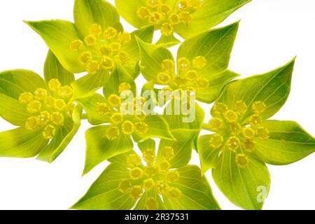 Rundblättriges Hasenohr (Bupleurum rotundifolium) Stockfoto